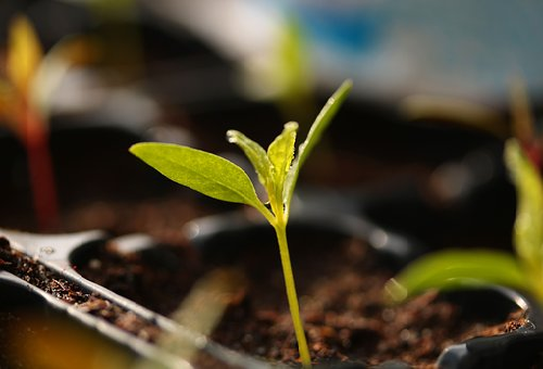 オリーブ ミッションを苗から成長させる育て方のコツとは オリーブの教科書