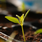 オリーブ・ミッションを苗から成長させる育て方のコツとは？
