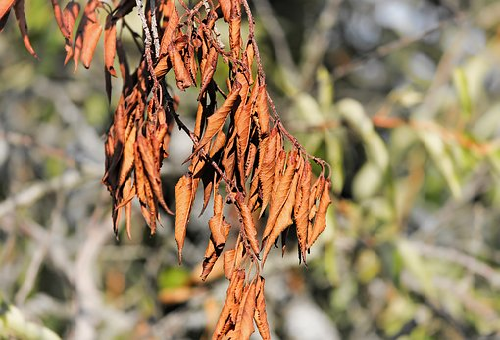 オリーブの害虫 ゾウムシに適切な殺虫剤とは オリーブの教科書