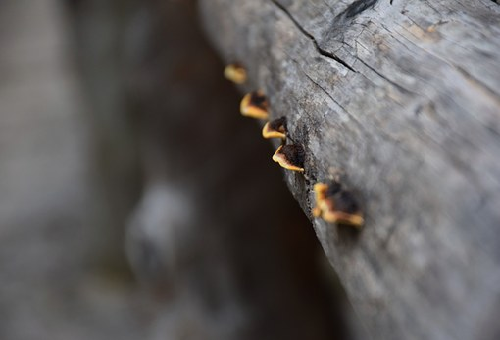 オリーブの木の害虫 カイガラムシの駆除 予防方法とは オリーブの教科書