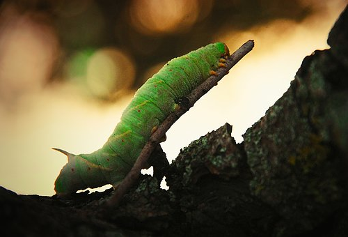 オリーブにつく青虫とは 駆除 対策方法とは オリーブの教科書