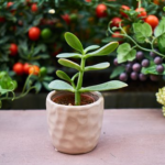 オリーブを鉢植えに植栽する方法やコツとは？