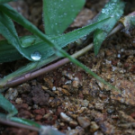 オリーブの害虫、コガネムシの対策方法は植え替えが適切？駆除方法は？
