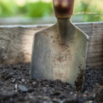 オリーブを庭へ地植えするのに適切な時期はいつ頃のタイミング？