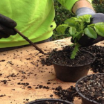 鉢植えのオリーブを植え替える時期はいつ頃のタイミング？季節は？