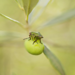 オリーブの害虫、カメムシの駆除・対策方法とは？