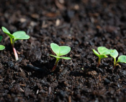 オリーブを地植え 植え付け するのに最適な土壌とは オリーブの教科書