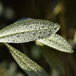 オリーブにつく青虫は害虫の幼虫 種類は オリーブの教科書