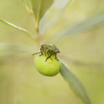 オリーブにつく青虫は害虫の幼虫 種類は オリーブの教科書