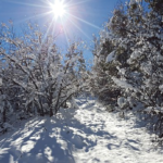 オリーブの木を雪や寒さから守る育て方のコツとは？