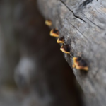 オリーブの木の害虫、カイガラムシの駆除・予防方法とは？