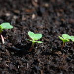 オリーブを地植え（植え付け）するのに最適な土壌とは？
