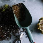 オリーブを植えている土の入れ替え方法とは？
