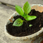 オリーブの鉢植えを植え替える方法やおすすめな鉢の大きさとは？
