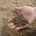 植え替え後のオリーブに最適な用土とは？